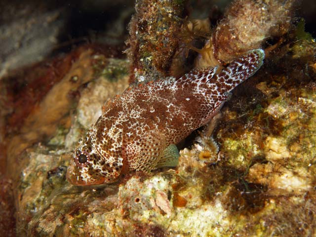 Scorpaenodes caribbaeus